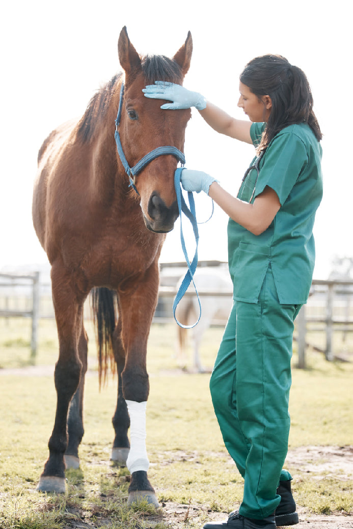 Auxiliar Clínico Ecuestre