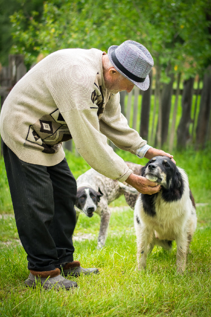 Educación y Adiestramiento Canino
