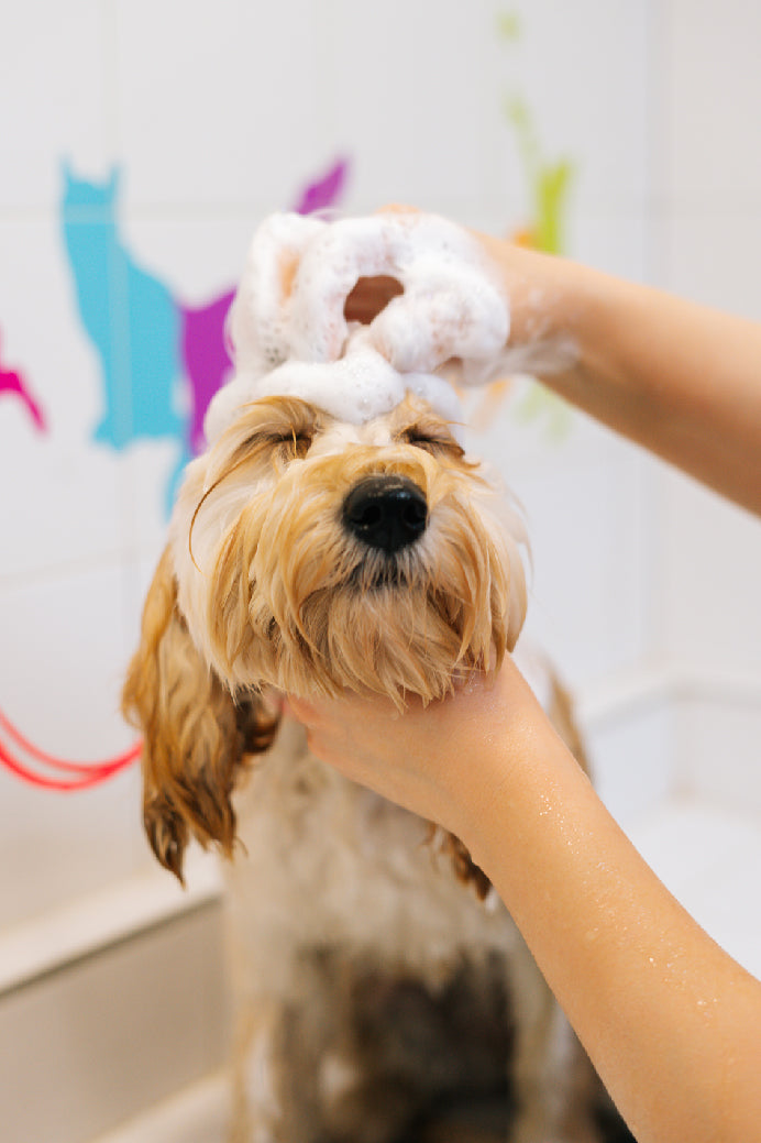 Peluquería Canina
