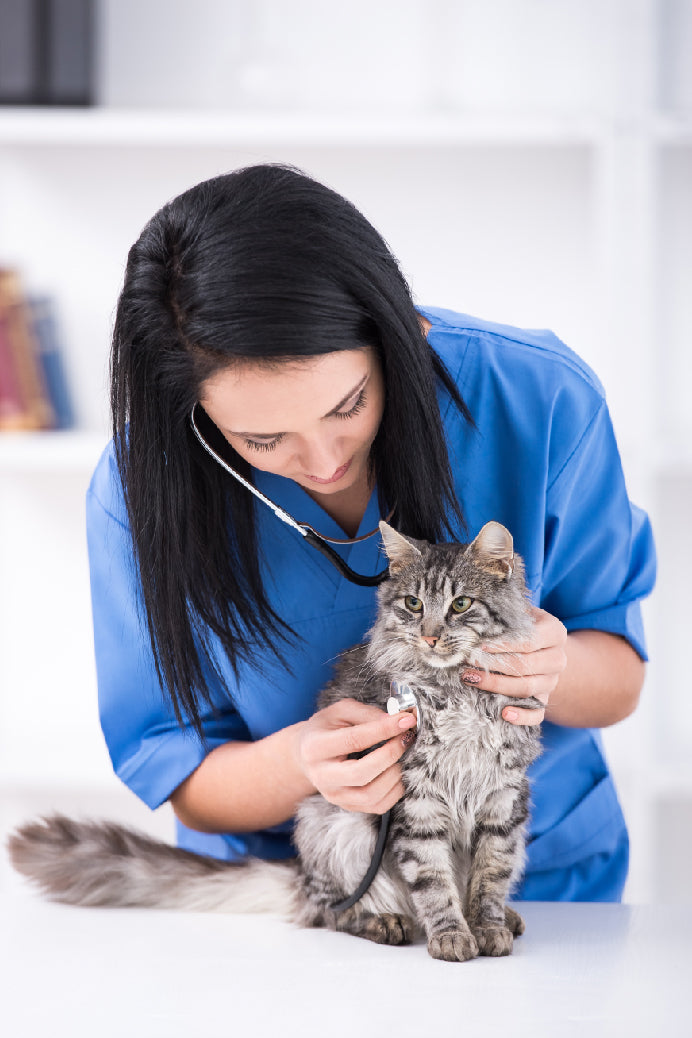 Auxiliar de Clínica Veterinaria